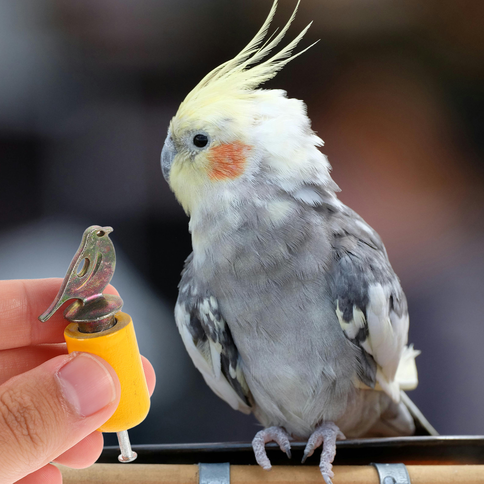 Handcrafted Bird Whistle for a - Outdoor Adventure Training 评论和价格